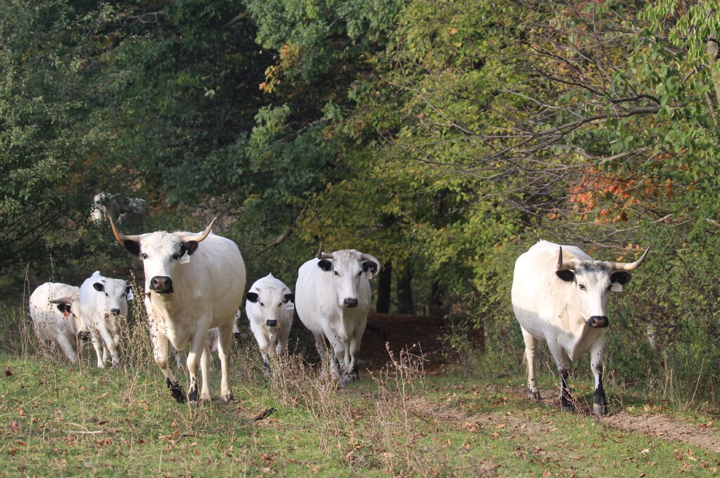 Several white cattle walking among trees.