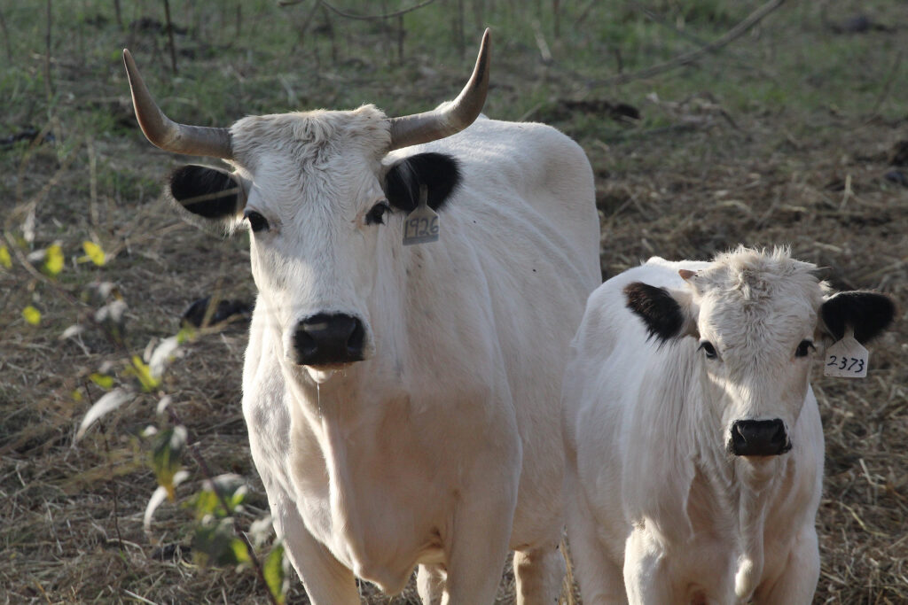 A white cow and calf stand next to each other looking forward