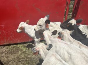 A group of six young calves in a red cattle corral