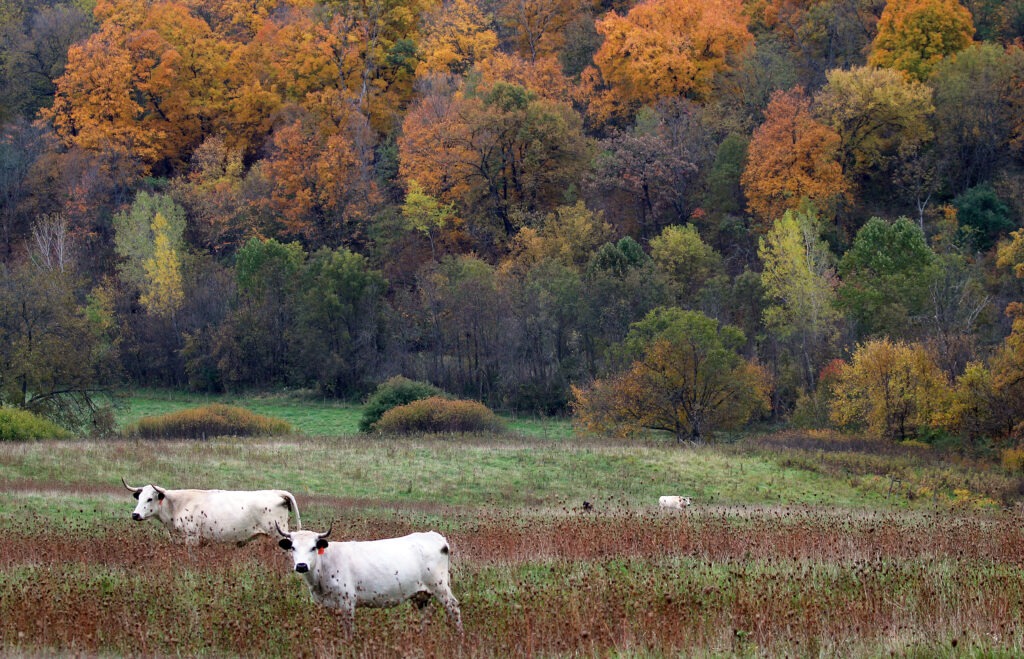 Several white cattle in a tall grass field with bright orange-colored trees in the distance