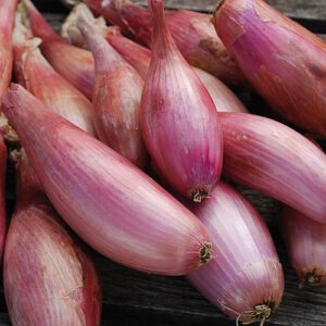 A pile of small, oblong purple shallots on a wood surface