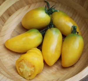 Five oblong yellow and green 'Willie's Garden' tomatoes and a few yellow tomato slices in a wooden bowl