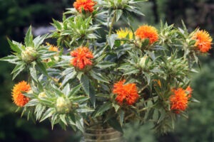 A bouquet of yellow and orange 'Lorenzo Trussoni' safflowers with spiky safflower leaves