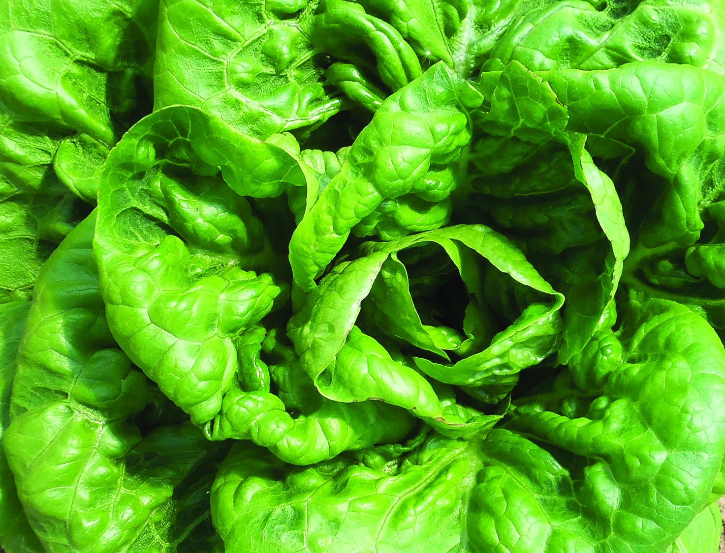 Close-up of a leafy green 'Aunt Mae's Bibb' lettuce head