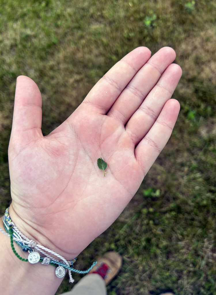 A tiny leaf resting on an open palm.