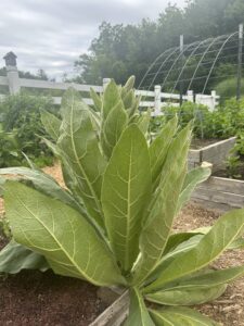 A large weed, Great Mullein, growing in a garden