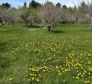 An apple orchard with grass covered in dandelions