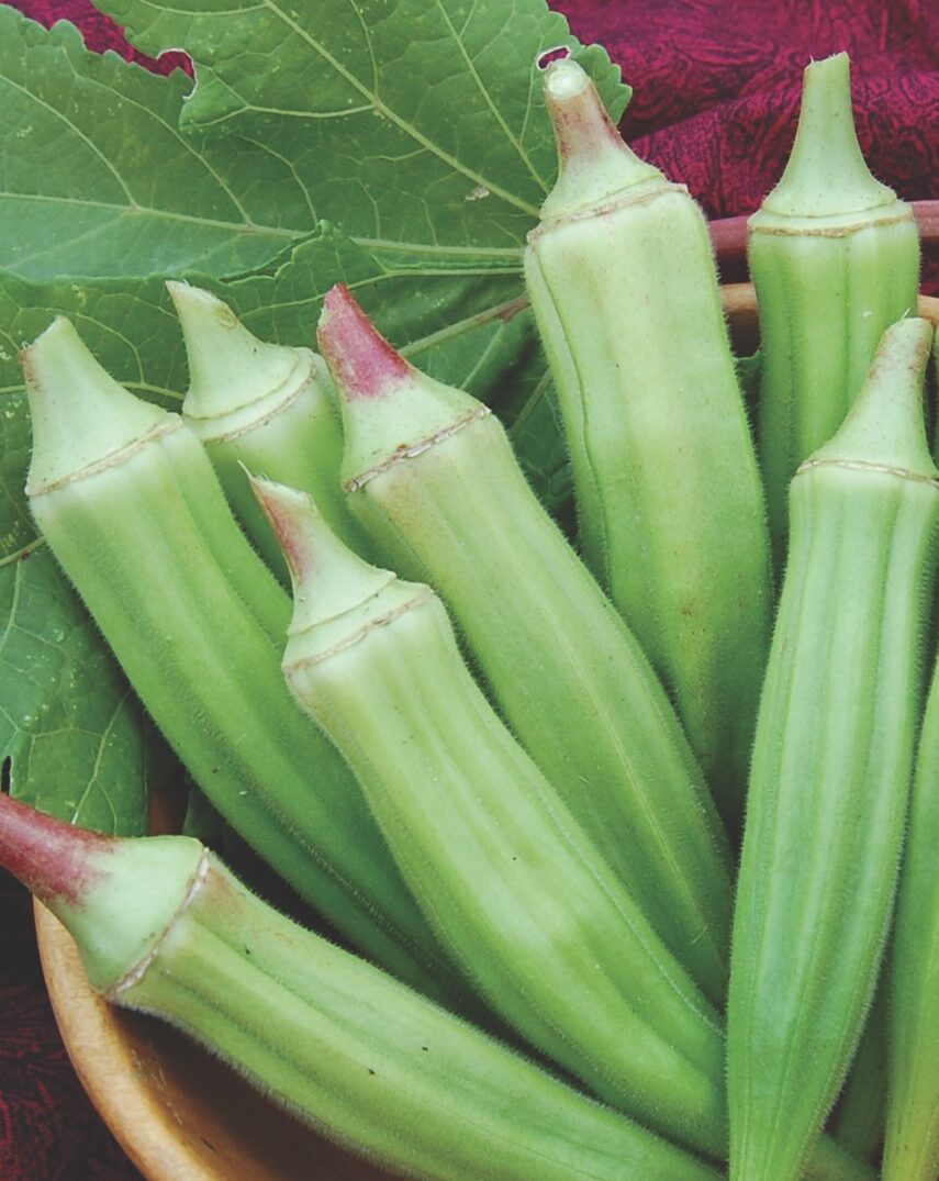 'Clemson Spineless' okra from Seed Savers Exchange