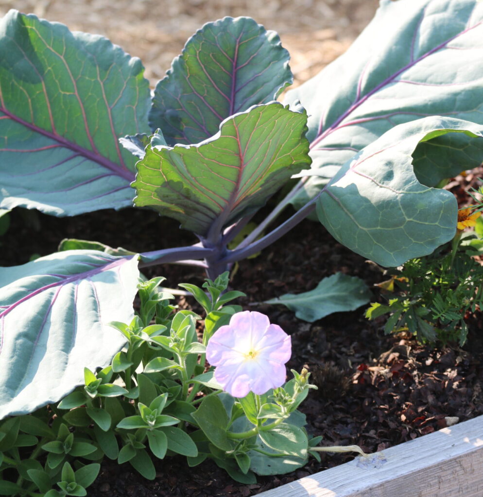 Mulch surrounds small growing collards and other plants in garden beds to prevent weeds