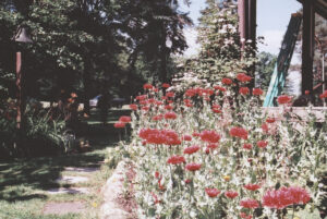 A flower bed full of red poppies next to a sidewalk lined with trees.