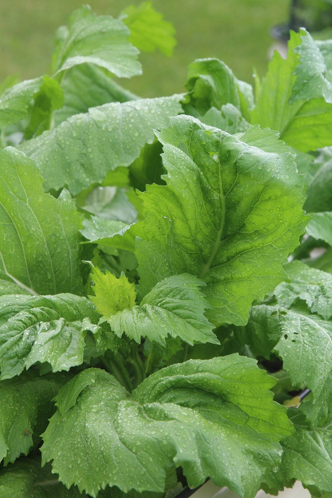 A leafy green 'Carolina Broadleaf' mustard greens plant