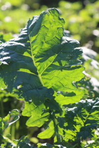 A large, toothed single leaf of bright-green kale.