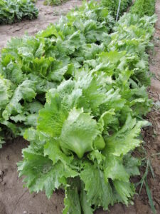 Two diagonal rows of light-green, highly toothed rows of crisphead lettuce in a garden plot.