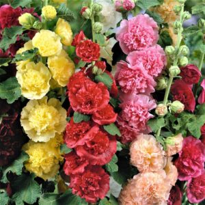 Three vertical rows of double-bloomed flowers (left to right), yellow, red, and pink; flowers are surrounded by green leaves.