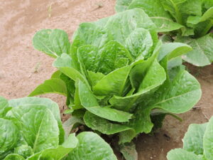 Single diagonal row of bright-green romaine lettuce in the ground.