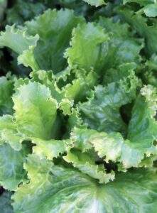 Close up of light-green, highly toothed crisphead lettuce leaves.