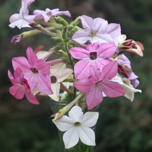 A bouquet of trumpet-shaped white, purple, and pink nicotiana flowers