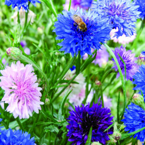 pink, blue, and purple flowers on thin green stems with a bee on a blue flower