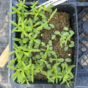 A plastic greenhouse tray with many young butterflyweed seedlings