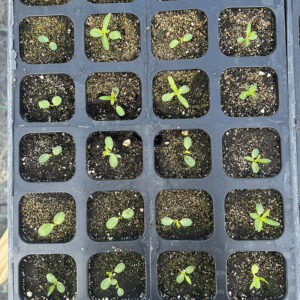 A plastic seed tray with small butterflyweed seedlings