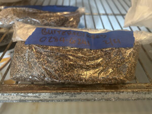 A plastic bag with butterflyweed seeds in vermiculite in a refrigerator