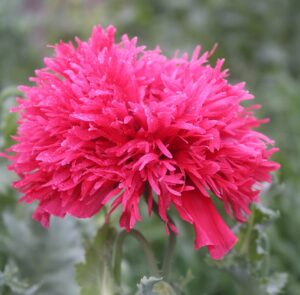 A pink 'Gatterman Heirloom' poppy flower with many fluffy petals