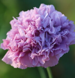 A light purple double petal poppy