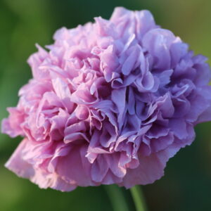 A light purple double petal poppy