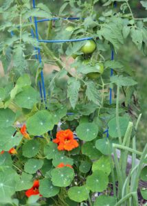red flowers next to tomato plants.