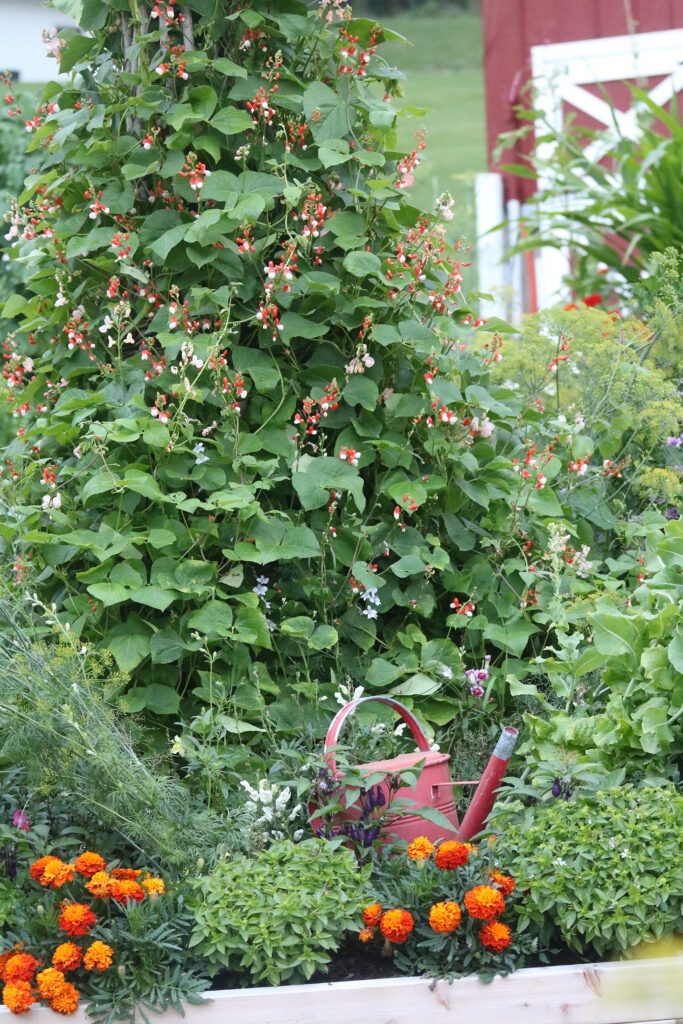 Teepee trellis covered with red-flowered runner bean plants.