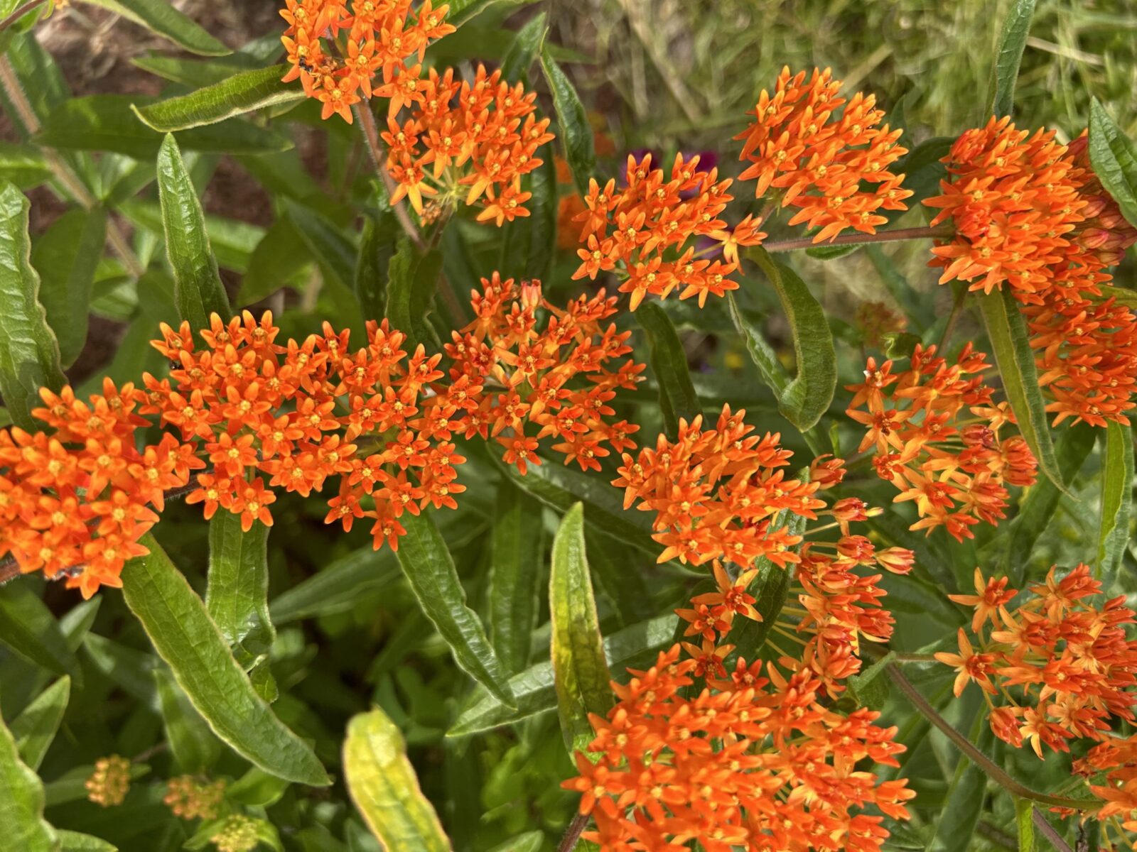 Many small orange butterflyweed flowers in clusters surrounded by their stems' foliage