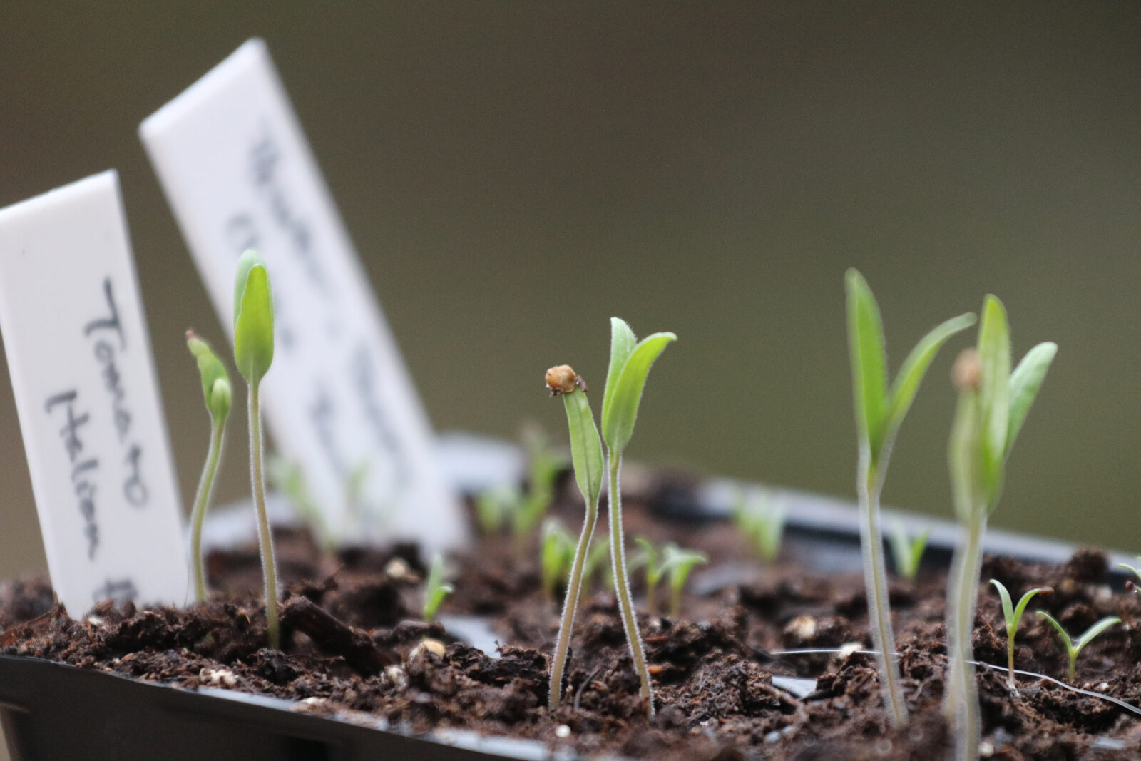 seedlings copy six-pack of tiny, green tomato seedlings, with two white labels on the left side