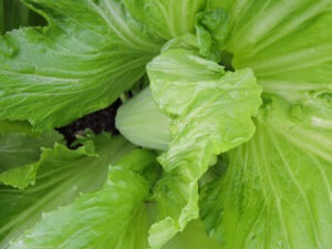 A close up of a leafy green head of mustard
