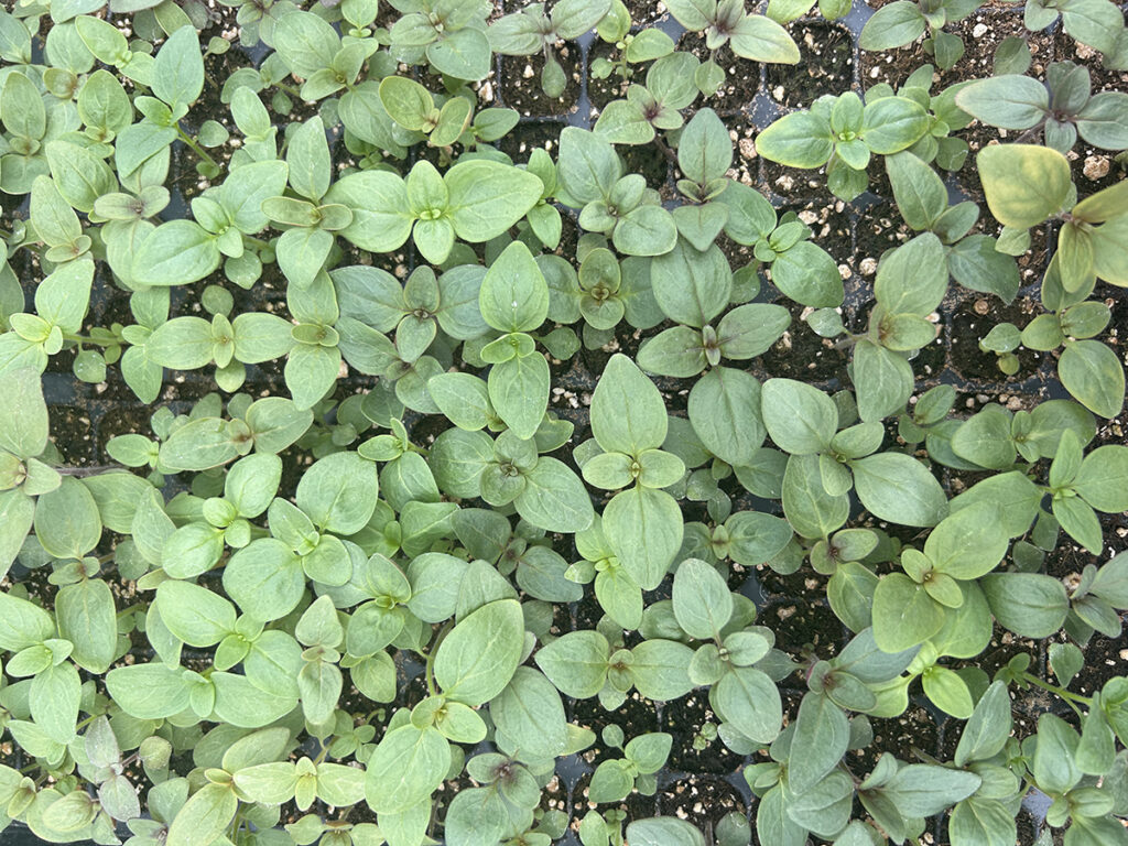 A greenhouse tray filled with young snapdragon seedlings