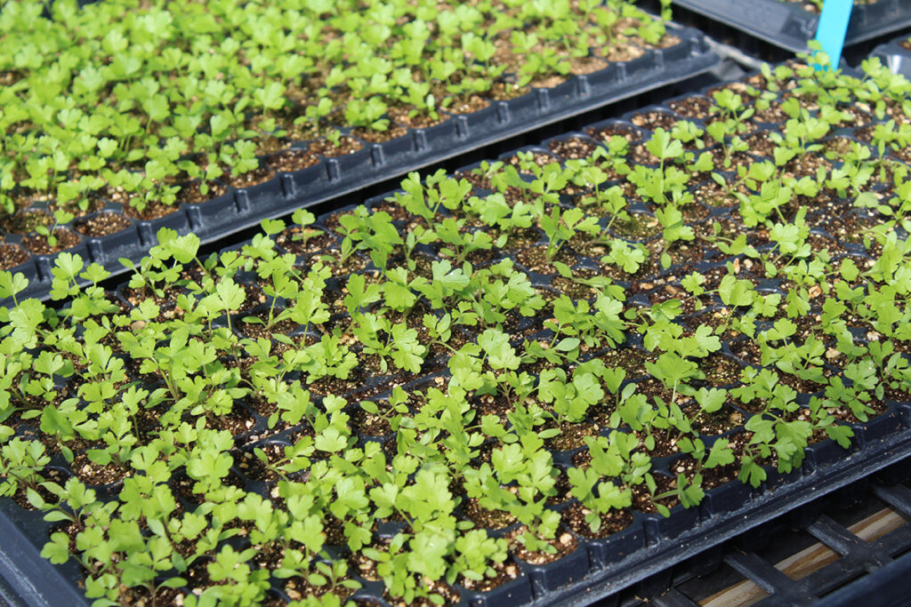 Several large greenhouse trays filled with young celery seedlings