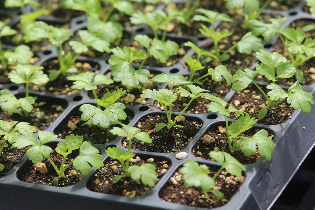 A greenhouse tray with one young celery seedling per cell