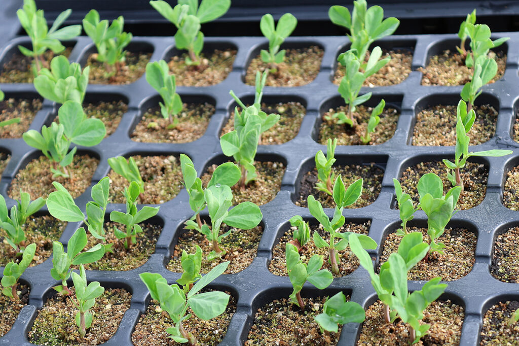 A greenhouse tray with many young pea seedlings
