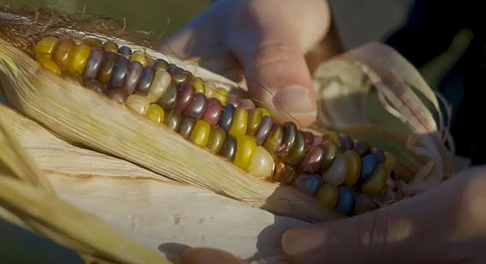 six_nations_corn Corn in a husk revealing colorful kernels.