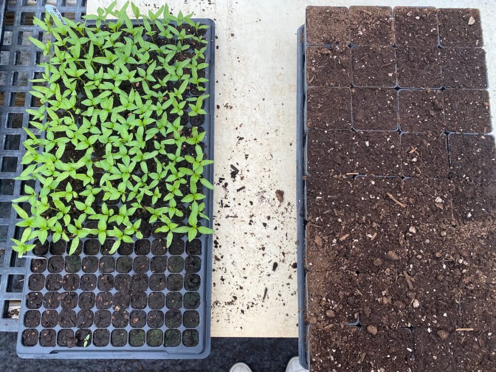A 200-cell tray of pepper seedlings next to an empty tray of larger pots with soil
