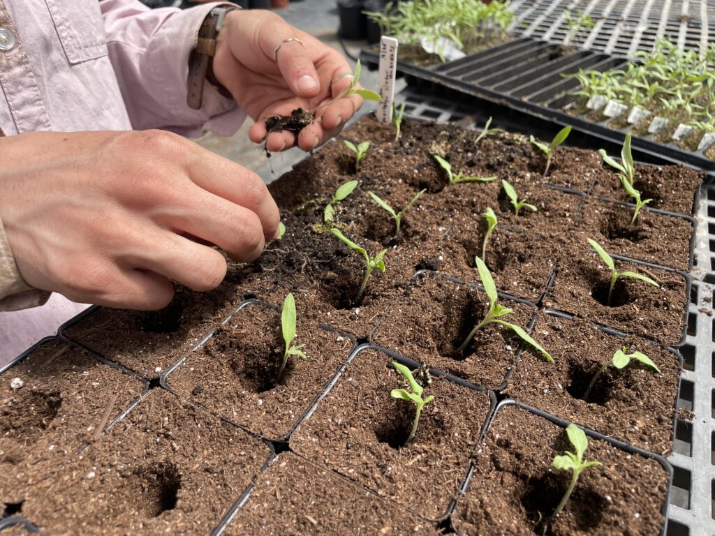 A tray of 3-inch pots, each with a hole and a small tomato plant in the center.