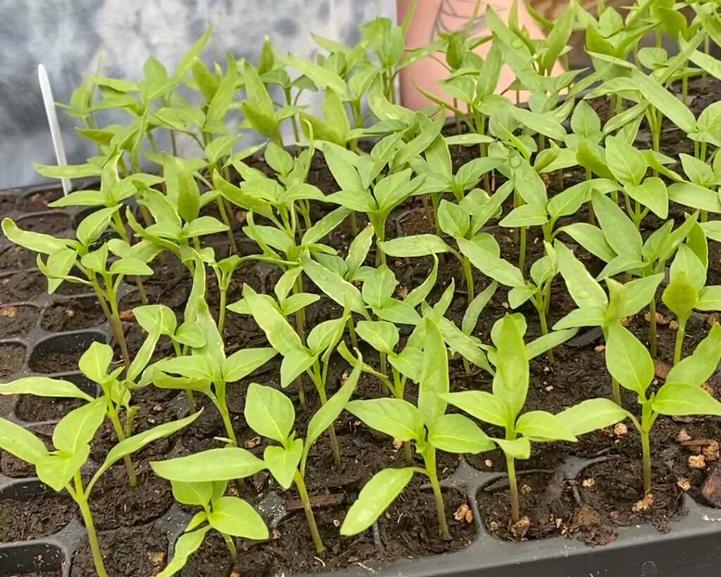 Many pepper seedlings in a 200-cell tray, ready for potting up