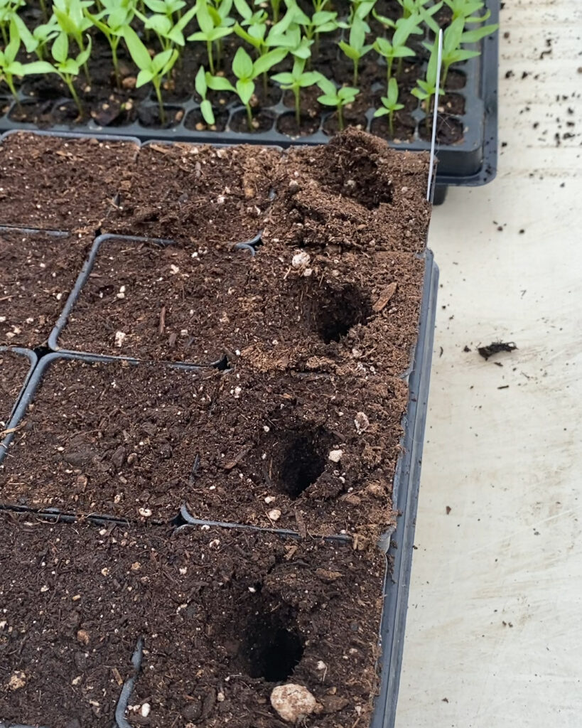 Several 3" greenhouse pots filled with soil with large holes in the middle