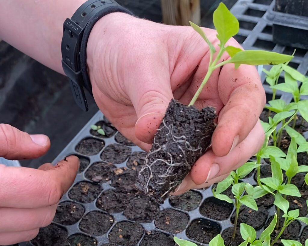 A hand holding up a small pepper seedling with the roots exposed
