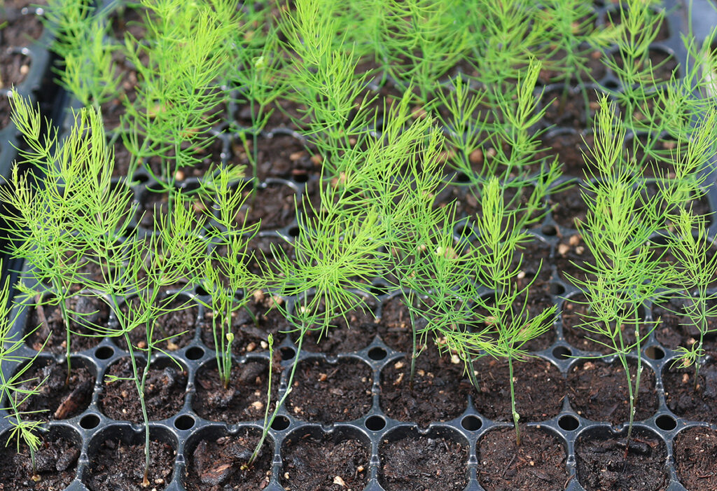 Small, feathery asparagus plant starts in a 200-cell tray