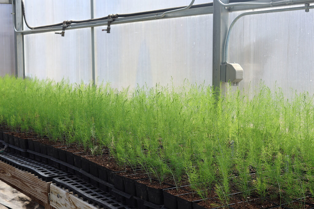 A row of asparagus plants in a greenhouse