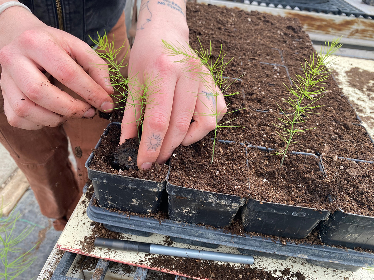 Two hands placing an asparagus seedling into a larger pot