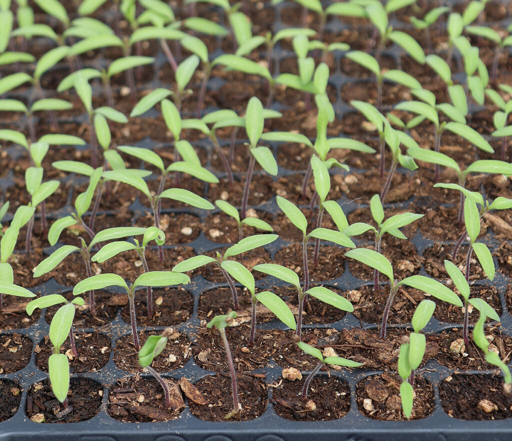 Tomato seedlings in a 200-cell tray