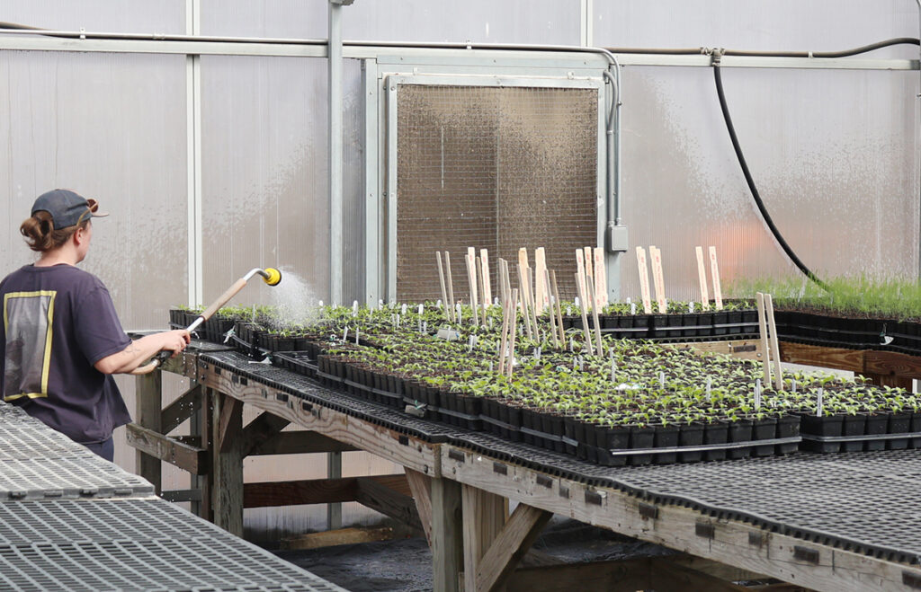 A person using a hose to water many trays of plant starts in a greenhouse