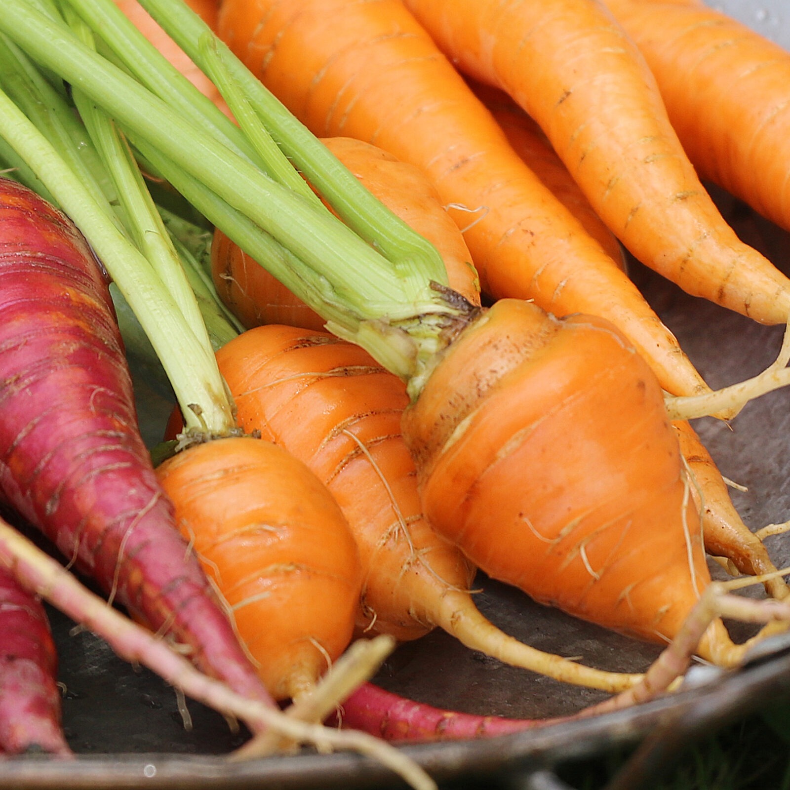Three short, round, orange 'Paris Market' carrots with green stems on a plate in between long purple carrots and long orange carrots.