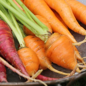 Three short, round, orange 'Paris Market' carrots with green stems on a plate in between long purple carrots and long orange carrots.